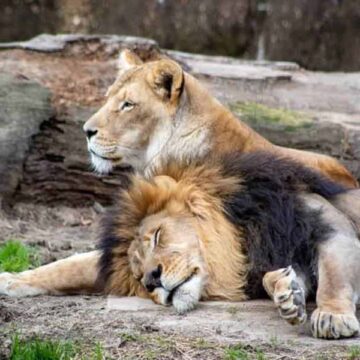 ചെന്നൈയിലെ മൃഗശാലയിൽ സിംഹങ്ങൾക്ക് കൊറോണ ; ഒരു പെൺസിംഹം ചത്തു ; 9 എണ്ണത്തിന് രോഗബാധ